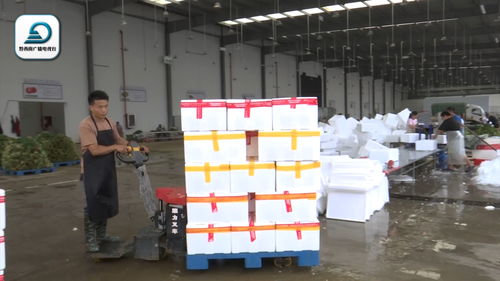 黔西南韭菜成粤港澳大湾区“菜篮子”抢手货 分中心日收购25吨高效配送